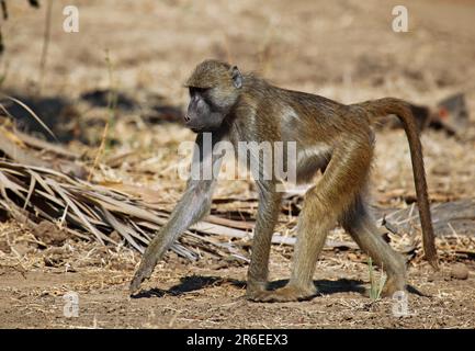 Babouin jaune (papio cynocephalus), babouin jaune, Parc national du Bas Zambèze, Zambie, babouin savane Banque D'Images