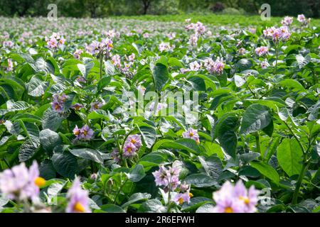 Fleurs de pomme de terre violet clair avec des feuilles vertes sur un champ de ferme. Arbustes verts de pommes de terre à fleurs. Culture de pommes de terre à la campagne. Blurr Banque D'Images