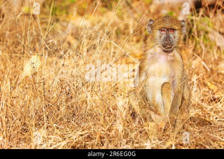 Babouin (papio cynocephalus), Parc national de Liwonde, Malawi Banque D'Images