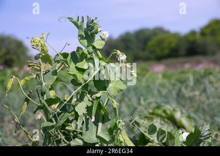 Gros plan sur les pois verts fleuris. Les gousses aux pois verts mûrissent dans un champ de pois. Arrière-plan flou Banque D'Images