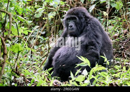 Gorilla (Gorilla beringei beringei) au parc national de Bwindi impénétrable en Ouganda Banque D'Images