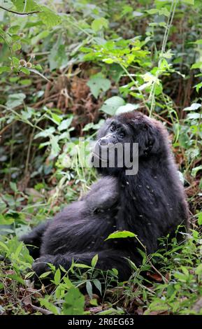 Gorilla (Gorilla beringei beringei) au parc national de Bwindi impénétrable en Ouganda Banque D'Images