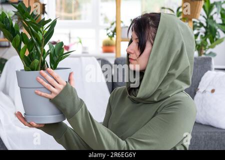 Zamioculcas sans prétention et populaire entre les mains d'une femme à l'intérieur d'une maison verte avec des collections de rayonnages de plantes domestiques. Récolte initiale Banque D'Images