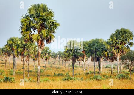 Landschaft mit Palmen im Murchison Falls National Park Ouganda Banque D'Images