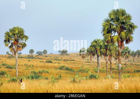 Landschaft mit Palmen im Murchison Falls National Park Ouganda Banque D'Images