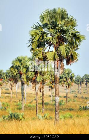 Landschaft mit Palmen im Murchison Falls National Park Ouganda Banque D'Images