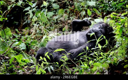 Gorilla (Gorilla beringei beringei) au parc national de Bwindi impénétrable en Ouganda Banque D'Images