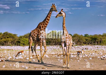 Girafe (Giraffa camelopardalis), Etosha-Nationalpark, Namibie Banque D'Images