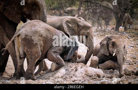 Éléphants (Loxodonta africana) à une colline termite, parc national d'Etosha, Namibie Banque D'Images