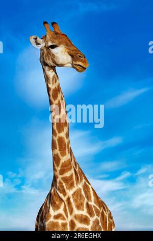 Girafe (Giraffa camelopardalis), Etosha-Nationalpark, Namibie Banque D'Images