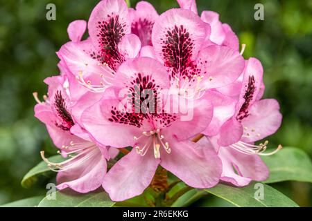 Une seule fleur rose de rhododendron Banque D'Images