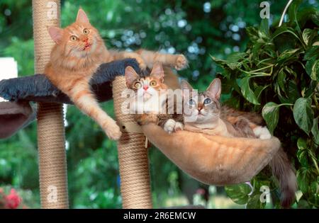 Chats de la forêt norvégienne et chat oriental de Shorthair se reposant ensemble dans l'arbre de chat, chats de la forêt norvégienne et chat oriental de Shorthair se reposant ensemble Banque D'Images