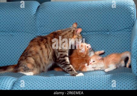 Chat norvégien avec chaton Banque D'Images