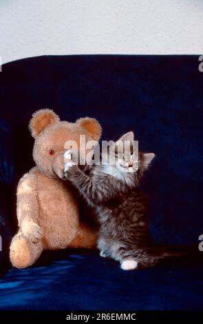 Norwegian Forest Cat, chaton, 7 semaines, noir-tabby-maquereau-blanc, avec ours en peluche Banque D'Images