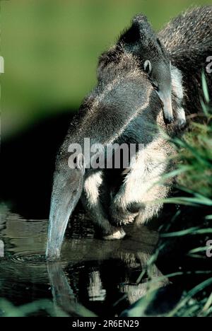 Anteater géant (Myrmecophaga tridactyla), femelle transportant des jeunes, Anteater géant, femelle transportant des jeunes Banque D'Images