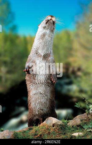 European Otter (Lutra lutra), Europaeischer Fischotter, [animaux, aussen, extérieur, Frontal, Head-on, von vorne, Europa, europe, aufrecht stehen Banque D'Images