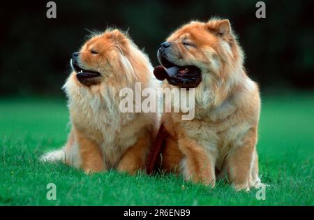 Chow Chows, paire, Chow Chows, paire (animaux) (extérieur) (extérieur) (frontal) (tête-on) (de l'avant) (prairie) (panting) (assis) (adulte) (deux) (couple) Banque D'Images