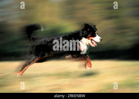 Chien de montagne bernois (animaux) (extérieur) (extérieur) (côté) (adulte) (marche) (course) (joie de vivre) (mammifères) (mammifères) (chien domestique) (animal de compagnie) Banque D'Images