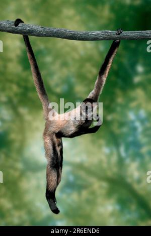 Singe araignée à main noire (Ateles geoffroyi), singe araignée de geoffroy, latéral, latéral Banque D'Images