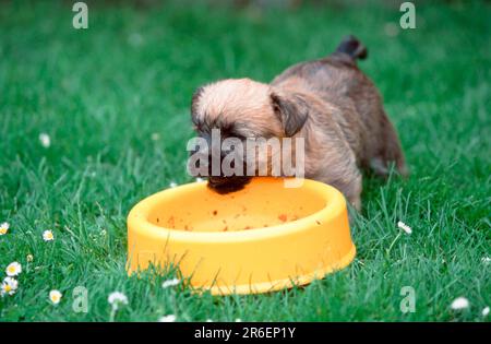 Cairn Terrier, chiot, 6 semaines, manger, Cairn Terrier, chiot, 6 semaines, mangeant (animaux) (à l'extérieur) (jaune) (prairie) (debout) (debout) Banque D'Images