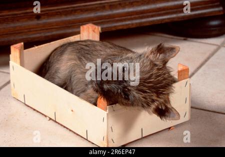 Cairn Terrier, chiot, 9 semaines, avec caisse en bois Banque D'Images