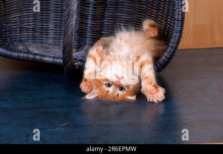 Norwegian Forest Cat, chaton, 6 semaines Banque D'Images