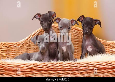 Carillons de vent italien, chiots, 8 semaines, Piccolo Levriero Italiano Banque D'Images