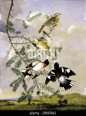 Grosbeak aux roses. Date : n.d. huile sur toile. Musée: Smithsonian American Art Museum. Banque D'Images