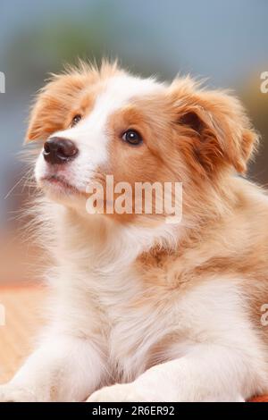 Border Collie, chiot, 14 semaines, rouge et blanc australien Banque D'Images