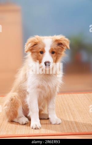 Border Collie, chiot, 14 semaines, rouge et blanc australien Banque D'Images