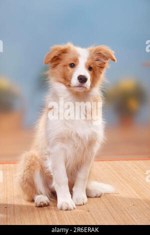 Border Collie, chiot, 14 semaines, rouge et blanc australien Banque D'Images