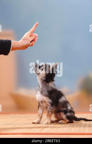 Chihuahua, à poil long, chiot, merle foncé, 17 semaines, entraînement pour « dit », dressage de chien Banque D'Images