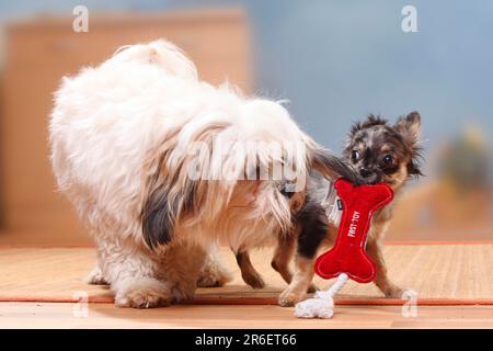 Chien mixte et Chihuahua, à poil long, chiot, merle foncé, 17 semaines/ jouets Banque D'Images