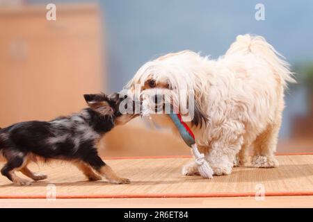 Chien mixte et Chihuahua, poils longs, chiot, merle foncé, 17 semaines, jouets, jeu de liens Banque D'Images