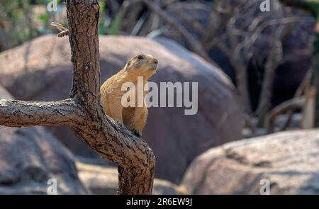 Chien de prairie brun à queue blanche sur une branche d'un arbre dans un environnement rocheux Banque D'Images