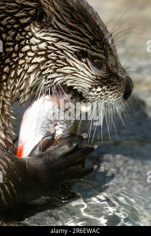 Otter européen (Lutra lutra) manger du poisson Banque D'Images