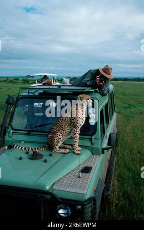 Cheetah assis en voiture, Massai Mara Game Reserve, Kenya, Cheetah (Acinonyx jubatus) assis sur le capot de la voiture, Massai Mara Game Reserve, Safari, Kenya Banque D'Images