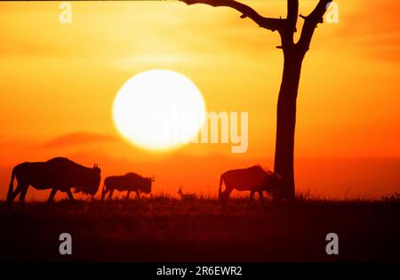 Bleu sauvage au lever du soleil, Massai Mara Game Reserve, Kenya (Connochaetes taurinus albojubatus), blanc sauvage au lever du soleil, Massai Mara Banque D'Images