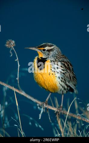 WESTERN Meadowlark (Sturnella neglecta), Nouveau-Mexique, Bosque del Apache, Nouveau-Mexique, États-Unis Banque D'Images