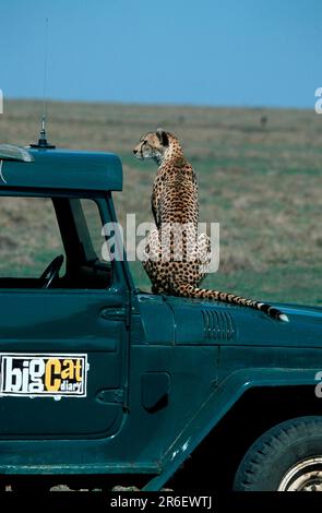 Cheetah assis en voiture, Massai Mara Game Reserve, Kenya, Cheetah (Acinonyx jubatus) assis sur le capot de la voiture, Massai Mara Game Reserve, Safari, Kenya Banque D'Images