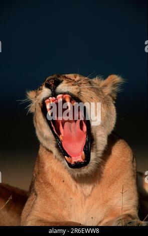 Lioness africain, bâillement, Massai Mara Game Reserve, Lioness kényan nish, bâillement, Massai Mara Game Reserve, Lion kenyan (Panthera leo), lioness Banque D'Images