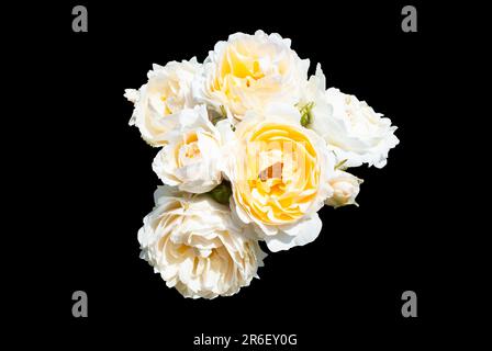 Un groupe de roses blanches et jaunes avec fond noir Banque D'Images