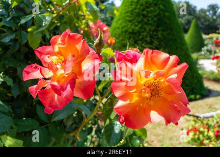 Paris, Ile de France, France, Rose fleurit dans un parc Bagatelle. Banque D'Images