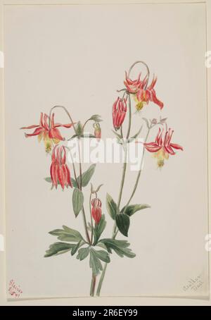 Red Columbine (Aquilegia formosa). Date: 1897. Aquarelle sur papier. Musée: Smithsonian American Art Museum. Banque D'Images