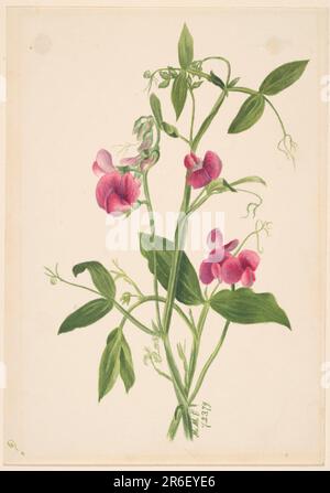 (Sans titre--Etude Flower). Date: 1879. Aquarelle sur papier. Musée: Smithsonian American Art Museum. Banque D'Images