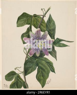 (Sans titre--Etude Flower). Date: 1879. Aquarelle sur papier. Musée: Smithsonian American Art Museum. Banque D'Images