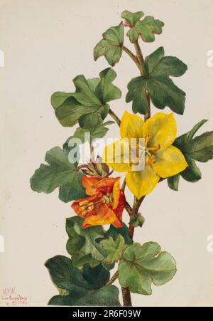 Fremontia mexicain (Fremontodendron mexicanum). Date: 1926. Aquarelle sur papier. Musée: Smithsonian American Art Museum. Banque D'Images