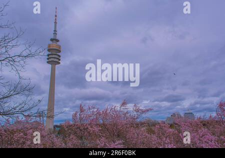 Cerisiers en fleurs à Olympiaturm, Olympiapark, Munich, Allemagne Banque D'Images