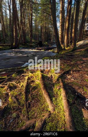 Les racines couvertes de mousse brillent dans la lumière du matin dans le parc national de Blackwater Falls, WV. Banque D'Images