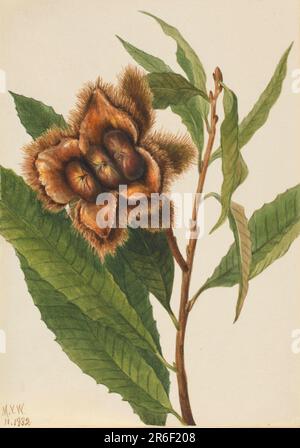 Noix de Chestnut américaine (Castanea dentata). Date: 1932. Aquarelle sur papier. Musée: Smithsonian American Art Museum. Banque D'Images